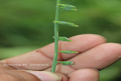 Priva cordifolia